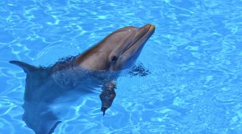 Crucero